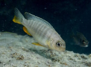 Tropheops sp. 'gracilior nankumba' Arten